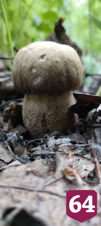 На Кумысной поляне Саратова в мае пошли белые грибы